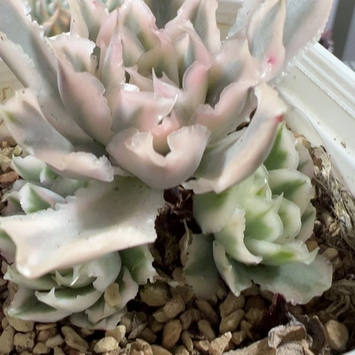 紫蝴蝶锦多肉植物65