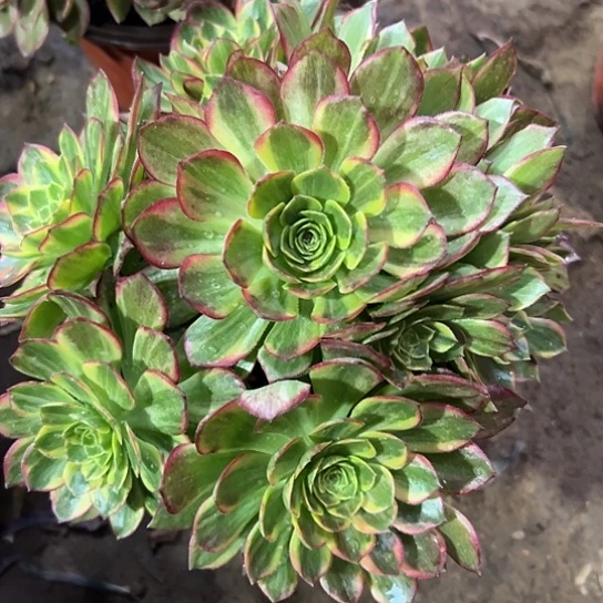 多肉植物万黄法师