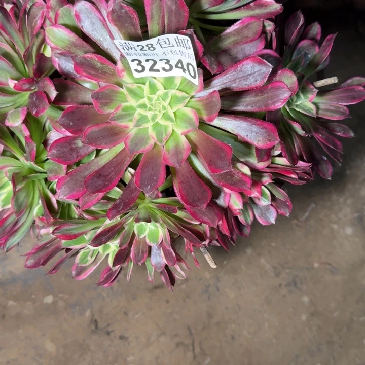 32340天和多肉植物