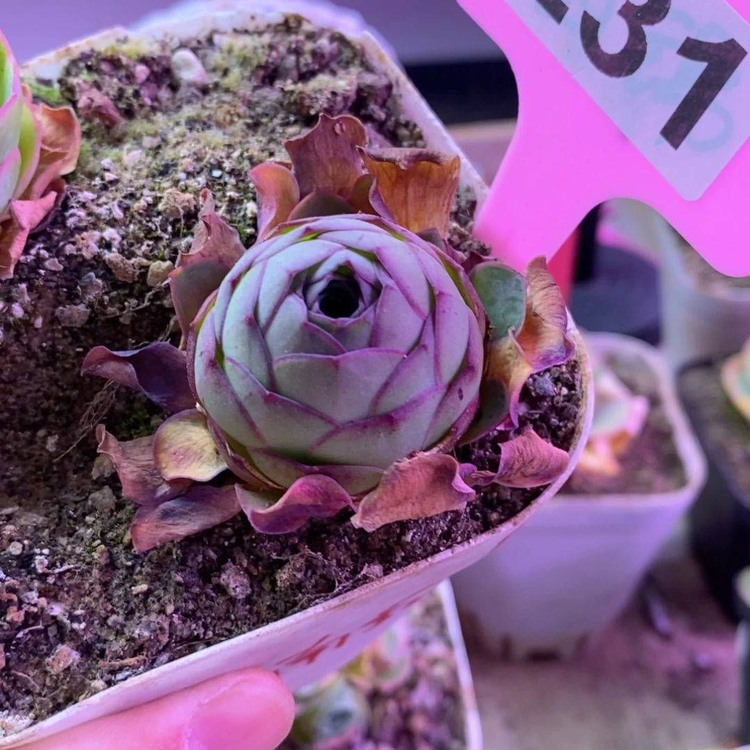 红陶一物一拍231