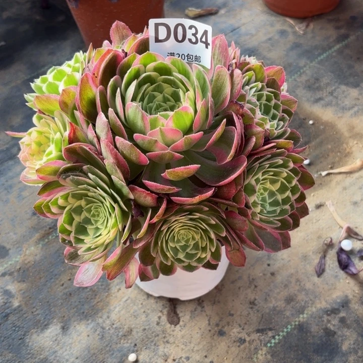 瑞妈多肉植物034