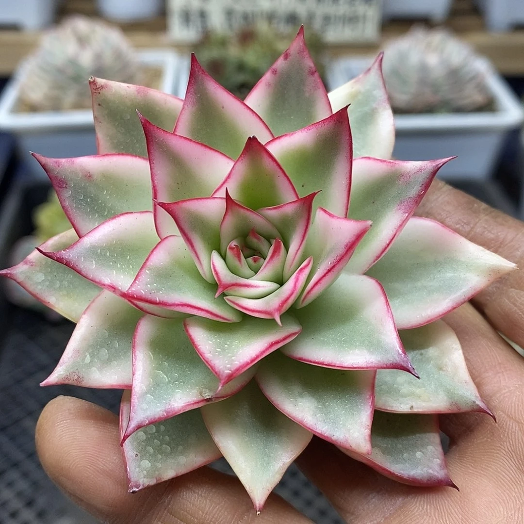 13140 吉赛尔覆轮锦头盖