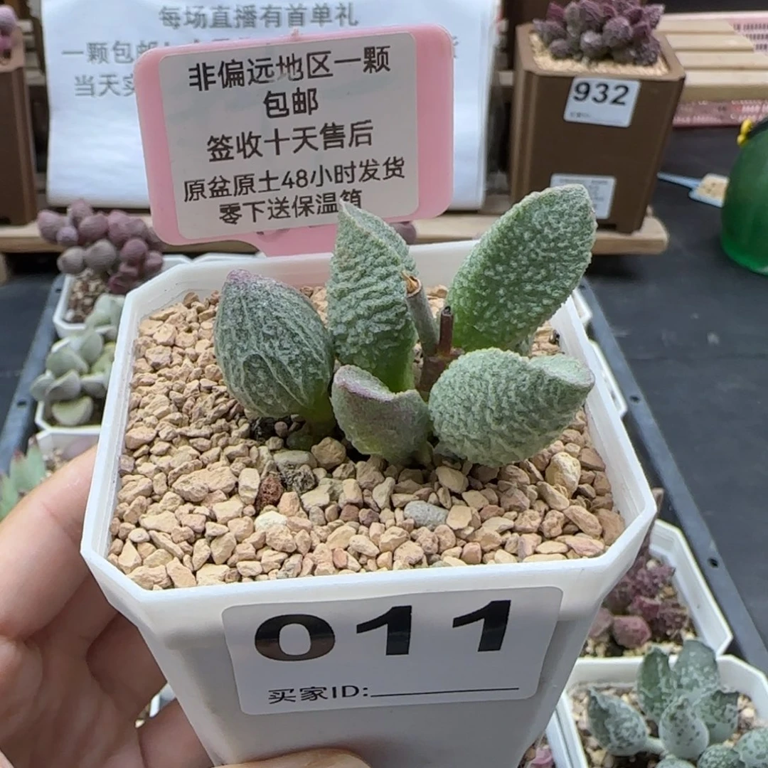 011绿猪肝多肉植物