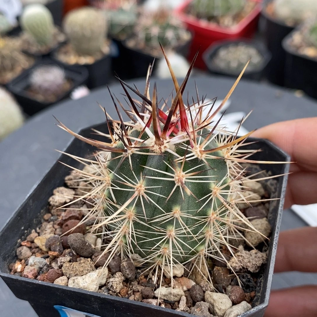 植播园艺145林氏幻虾