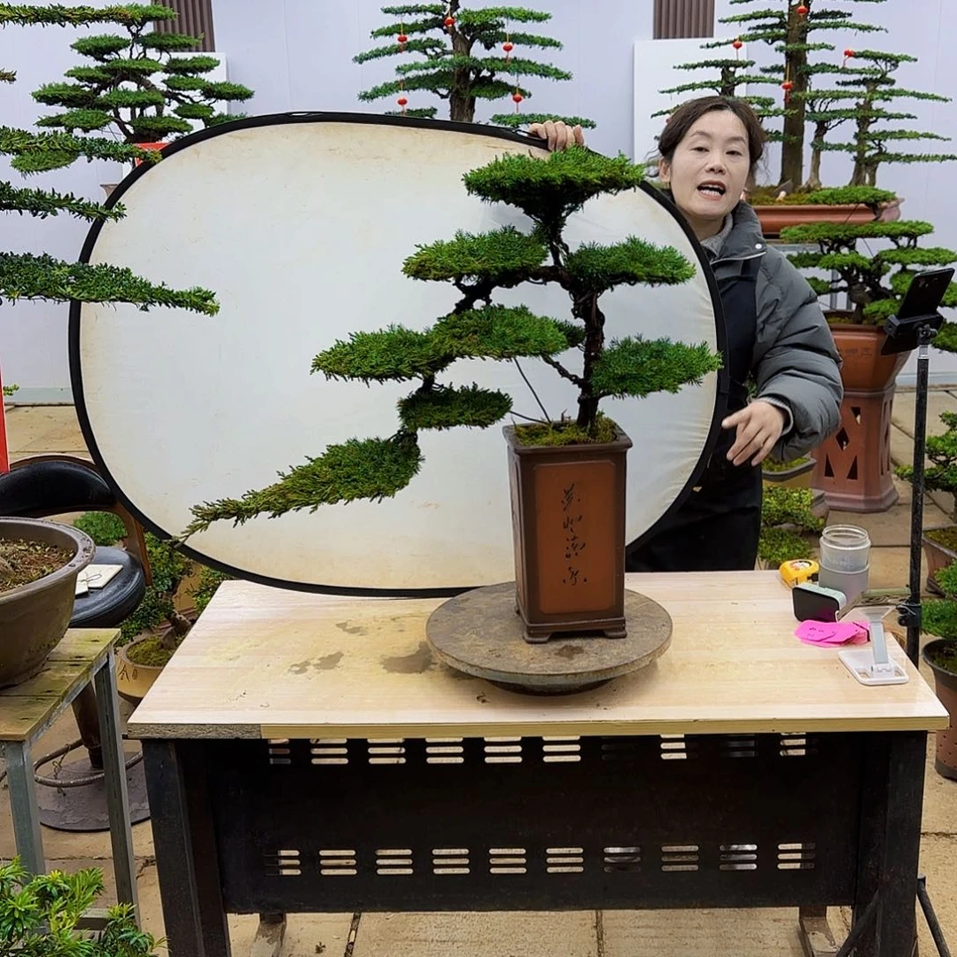 盆景直播间一物一拍w****i