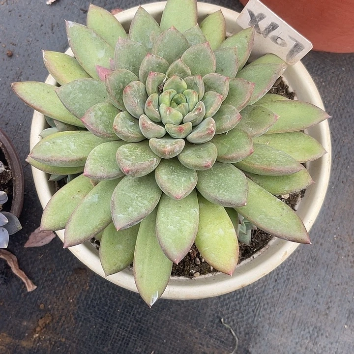 響***晨语多肉，一物一拍107