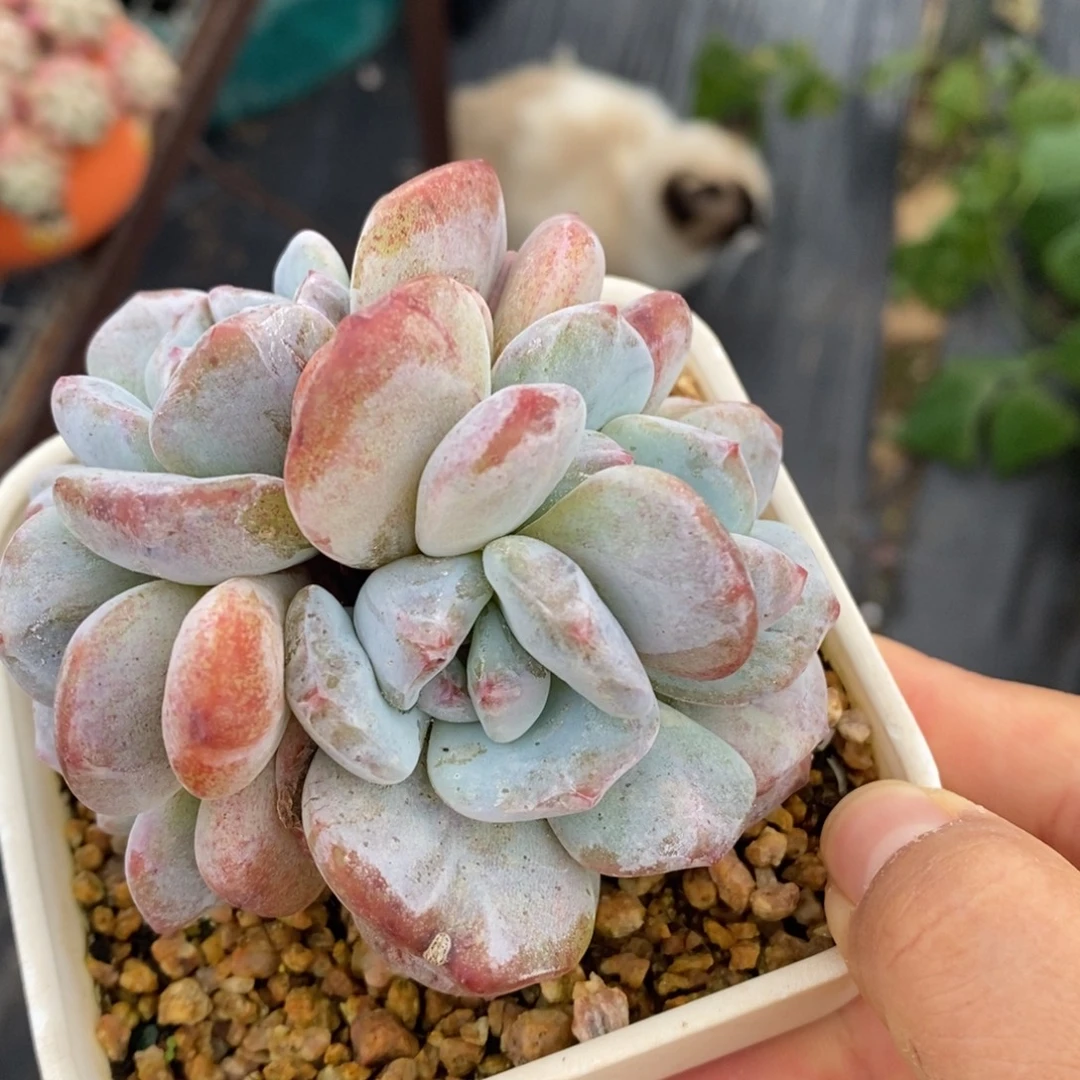 星影石化4头一物一拍