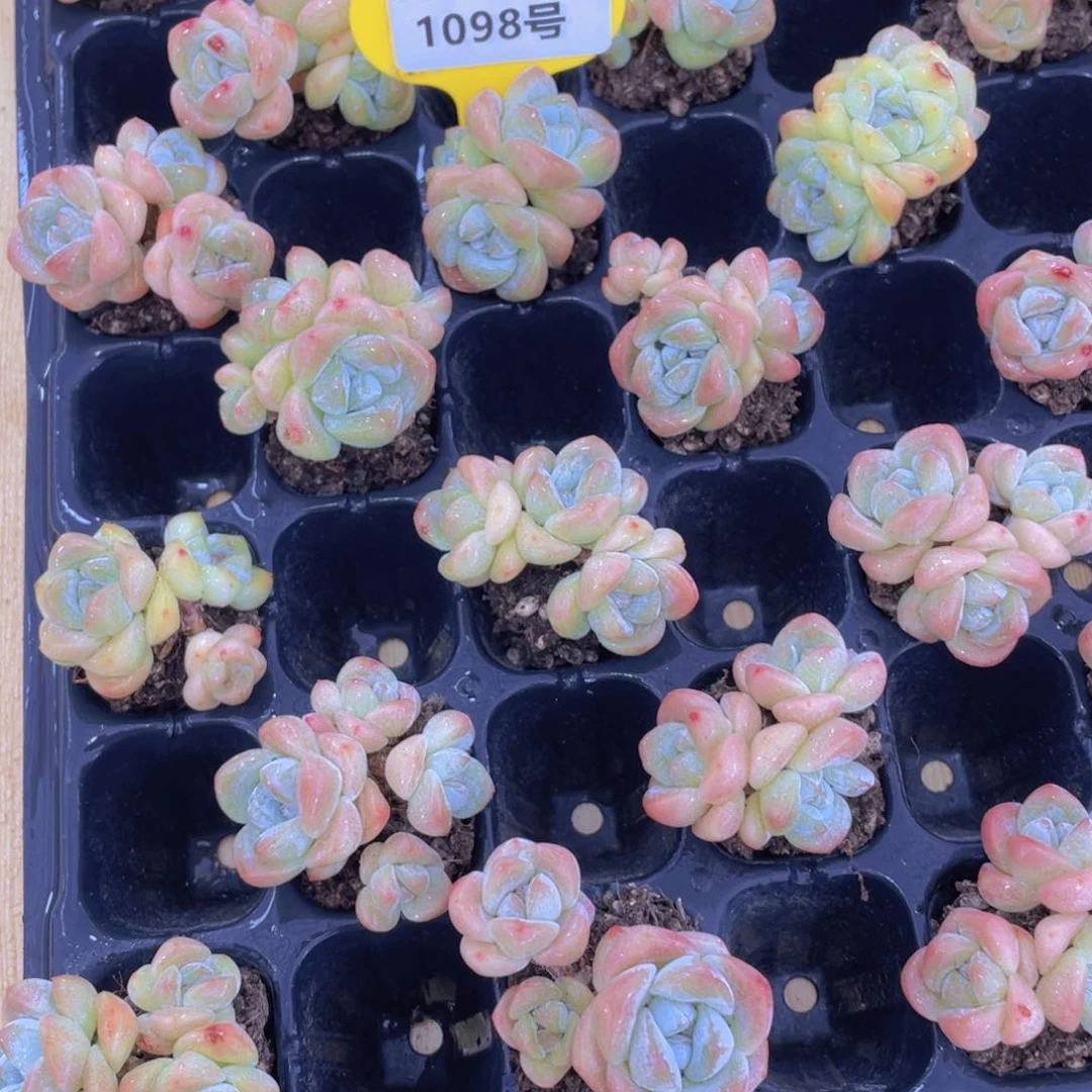 1098号 老桩飘枝冰玉多头群两个