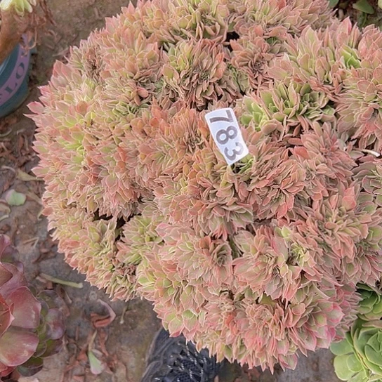 用***缘多肉植物一个女神有伤