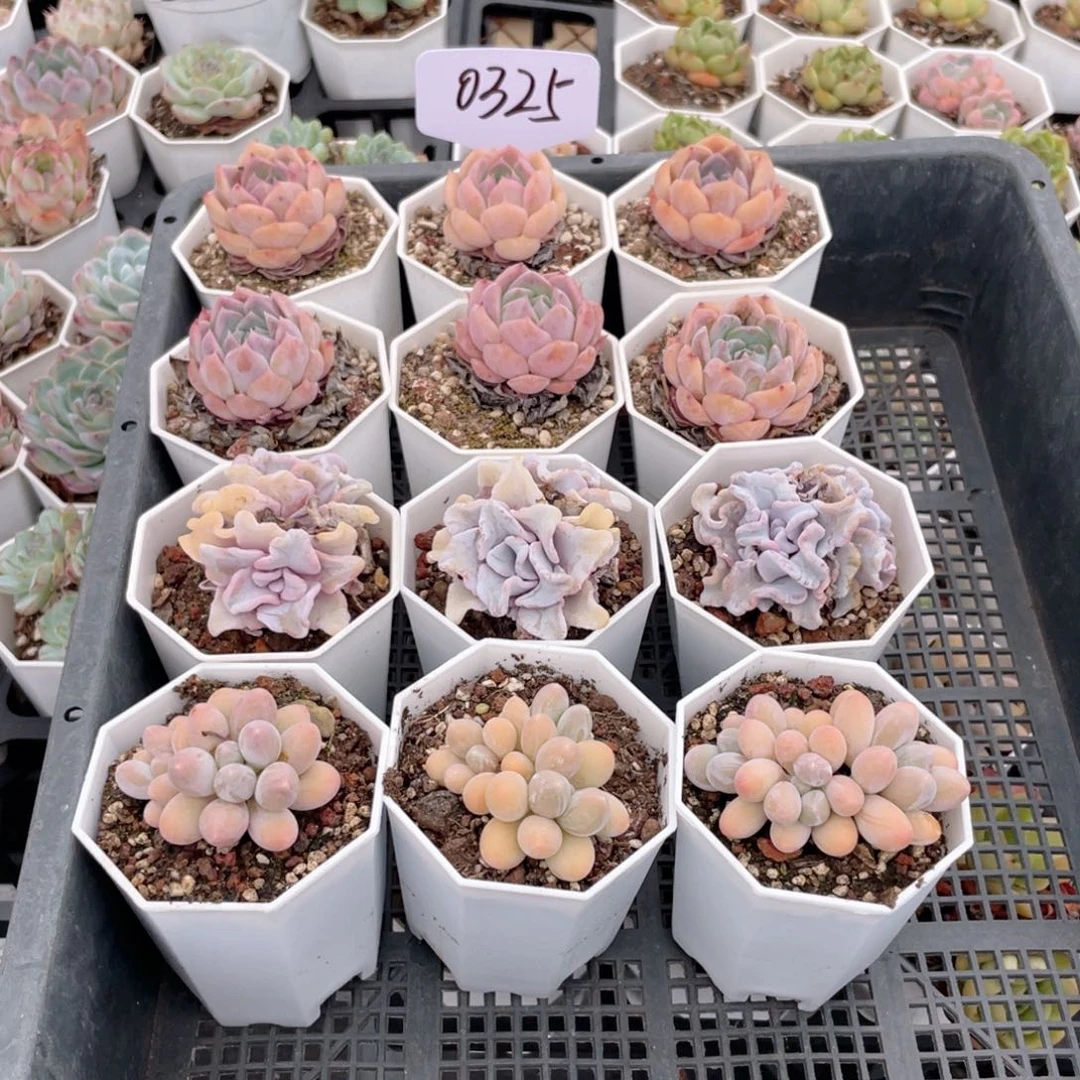薇薇安园艺多肉0325