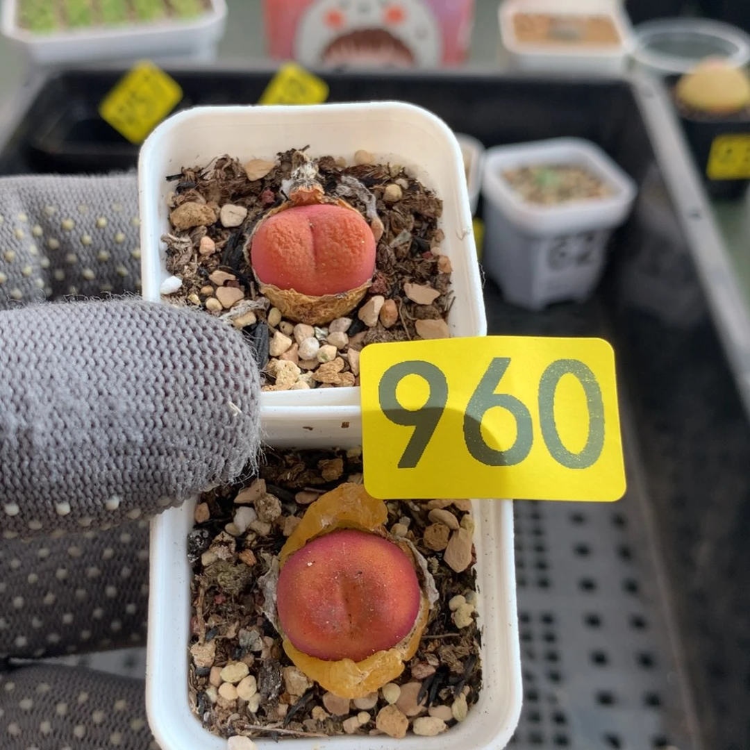 960正版水蜜桃两颗