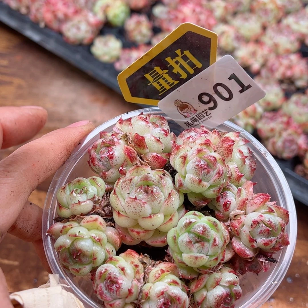 多肉植物多肉植物