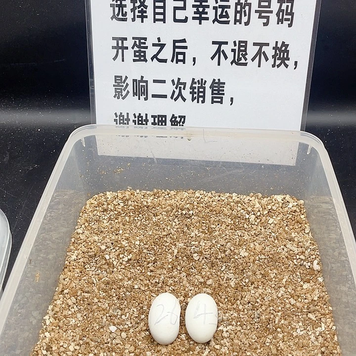 母绿毛龟1111111111