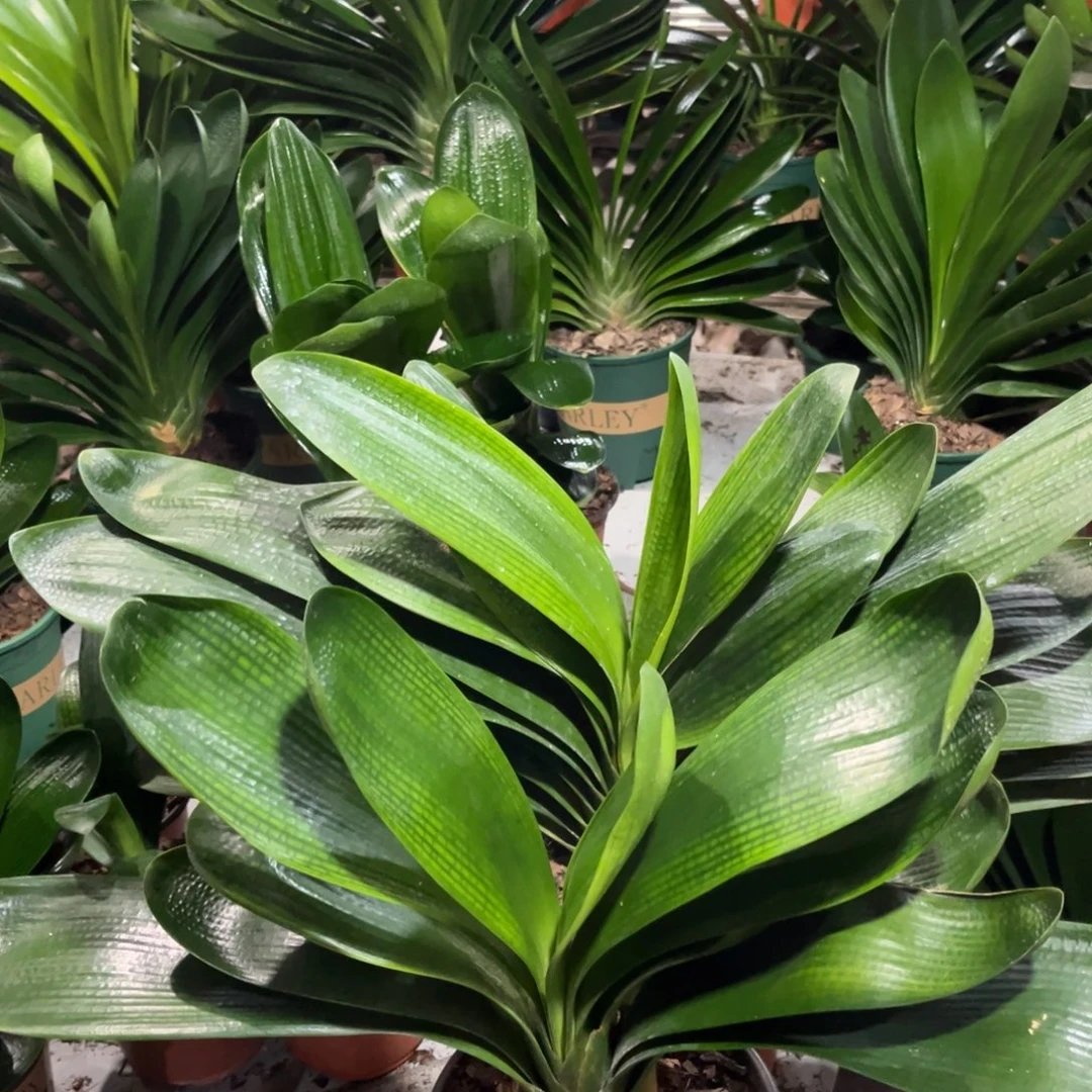 当前无花栽培后可以开花