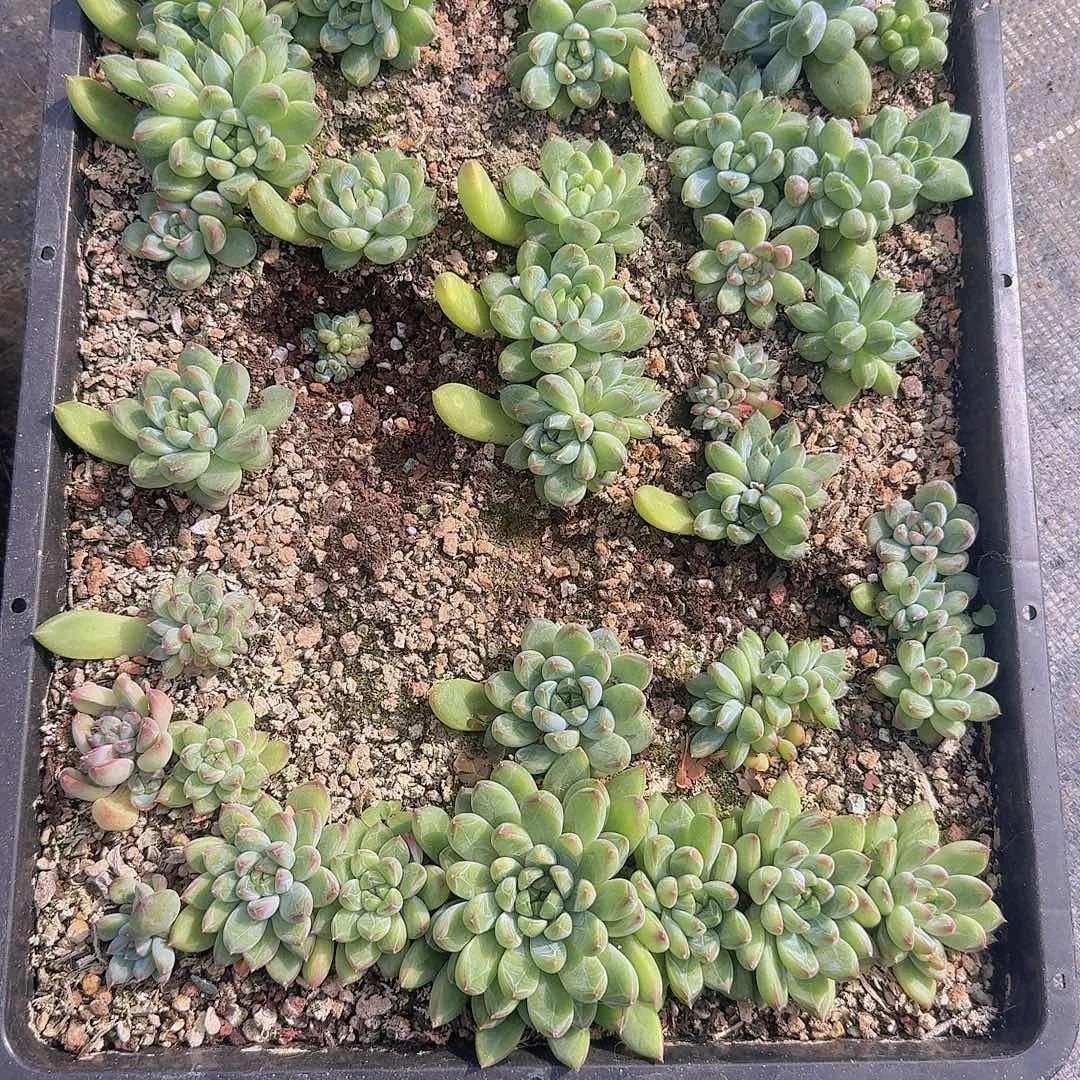 南***"无花朵多肉组合一物一拍