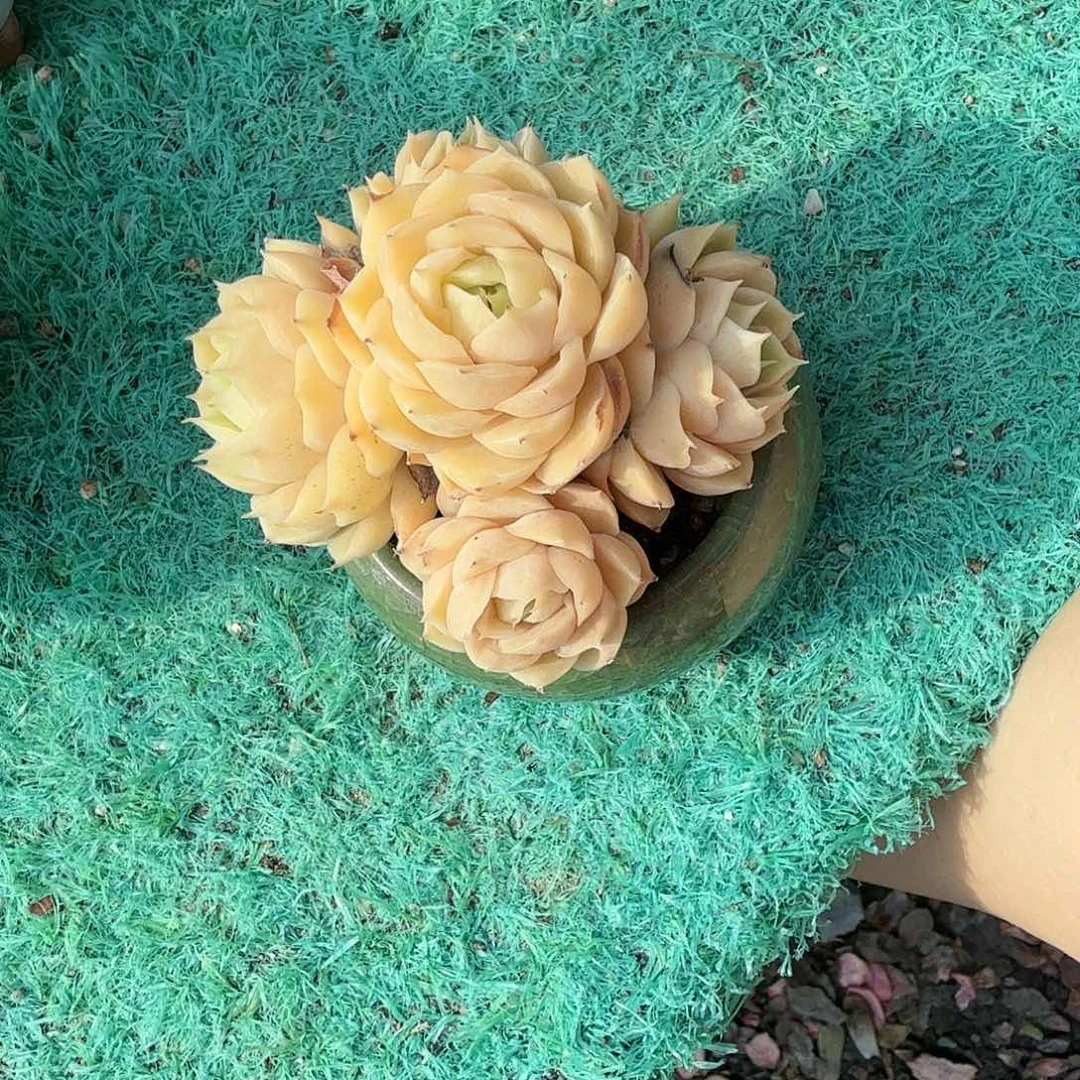 昂丝诺小群尺寸9左右