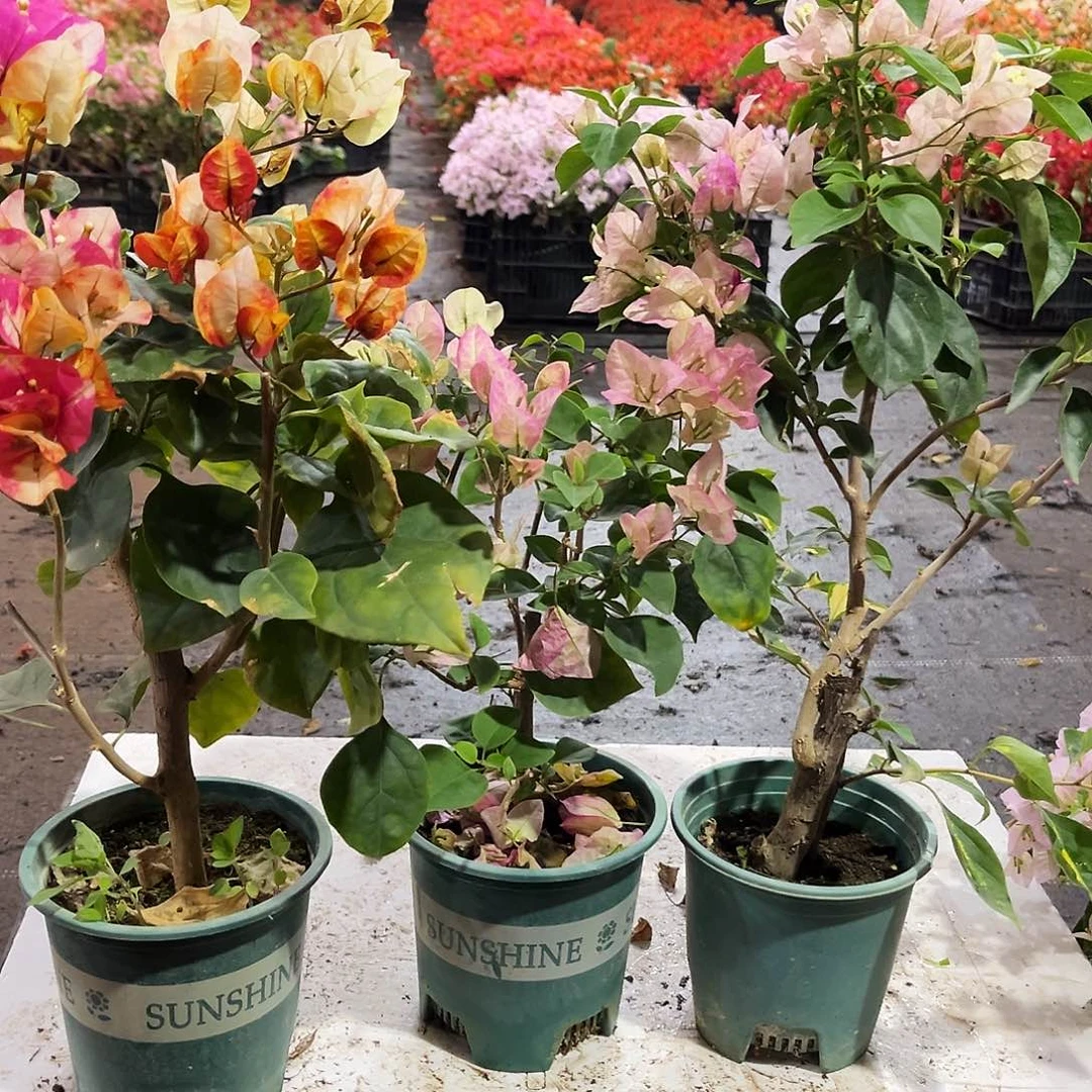 大部分花苞少量开放哪吒，五宝，奶油