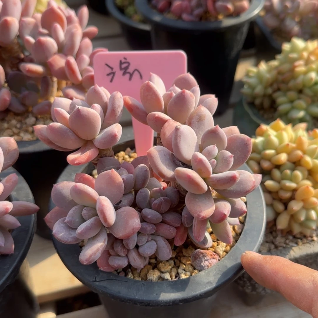 灰姑娘老桩五十包邮