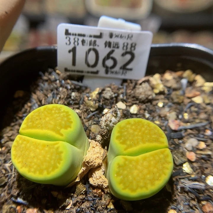 Sss精品生石花1062