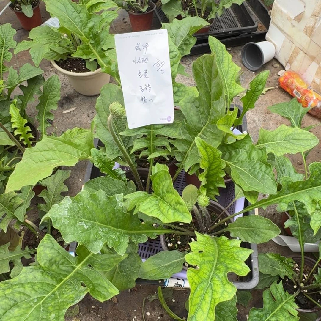 或***许无花朵或许7090情人小太阳喜鹊金贵