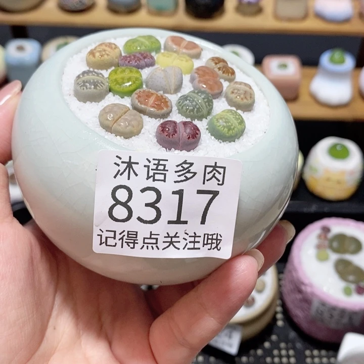 带盆土植物 精美盆栽 8317 盆微瑕