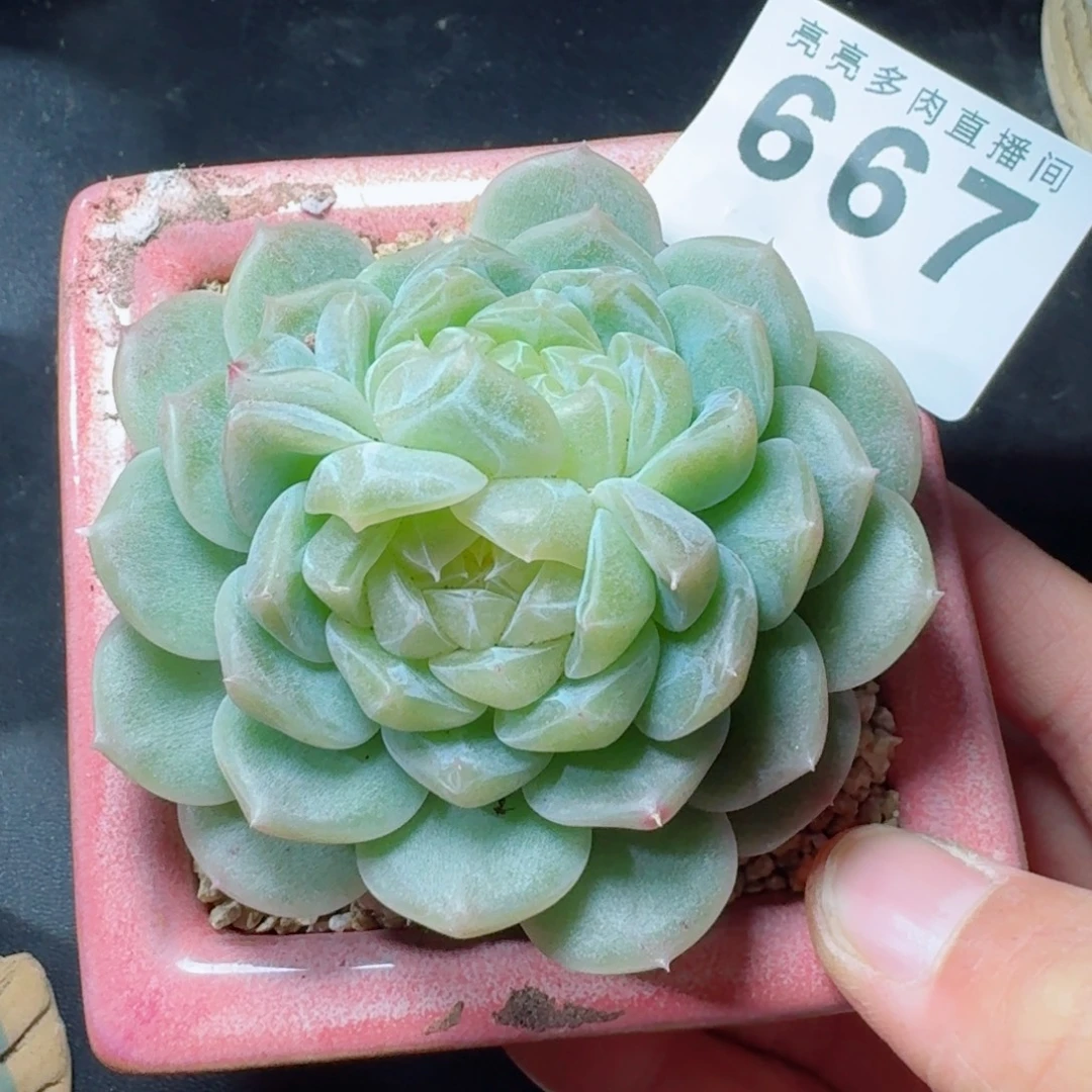 泼天富贵母本      愿你一路坦途，乘风破浪展宏图