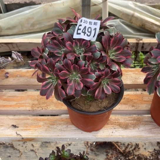 491浣纱法师不包断枝