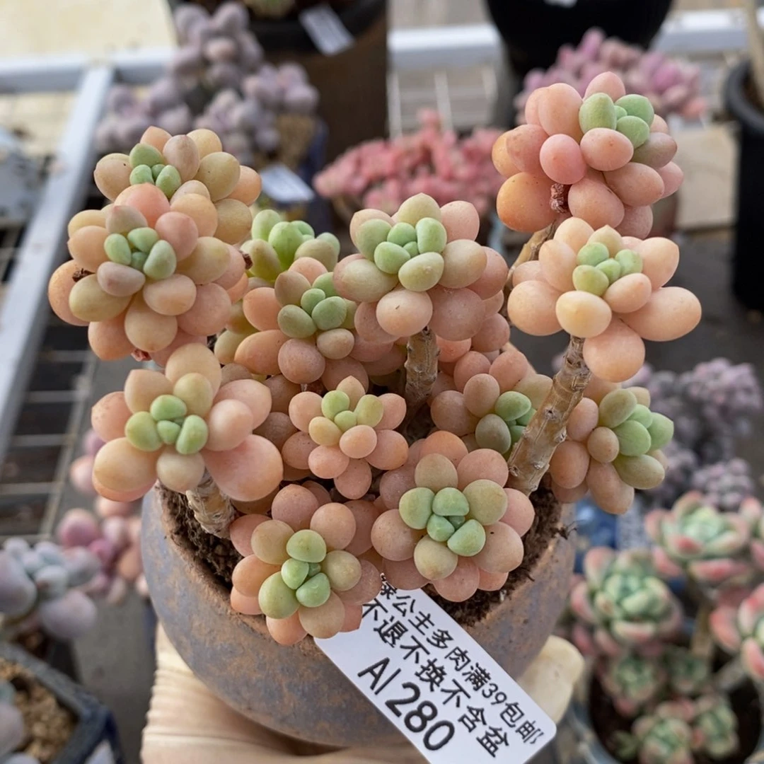 花朵鱼子酱280/9c m