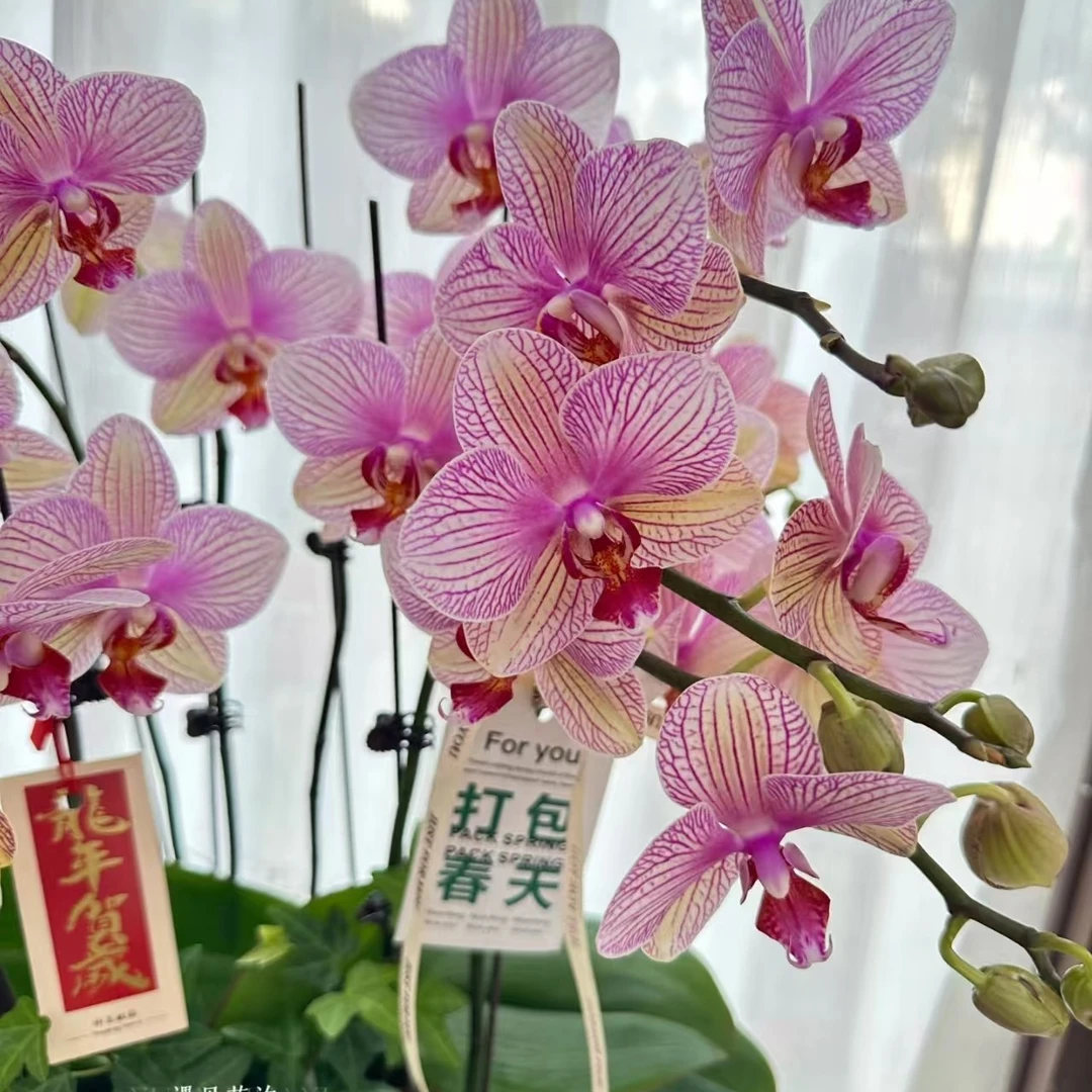 水晶3.0杯蝴蝶兰盆栽好养花卉1花剑不带花
