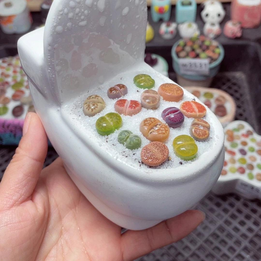 w3535微瑕带盆土发货-零下地区拍保温箱