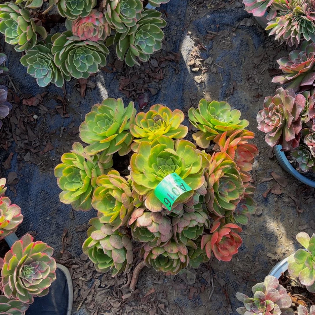 霓虹法师朵朵1-55