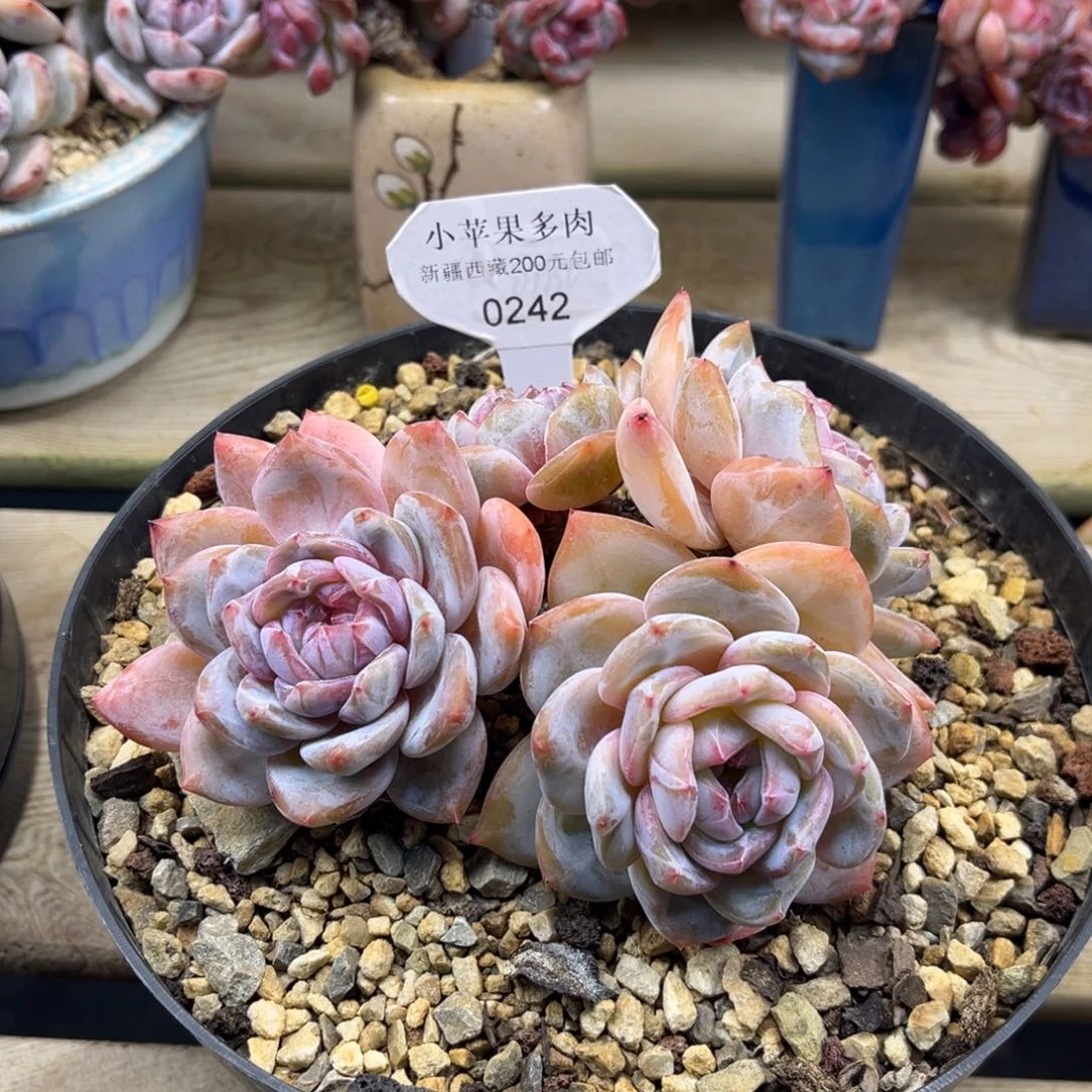 黄底紫心242/12cm4头