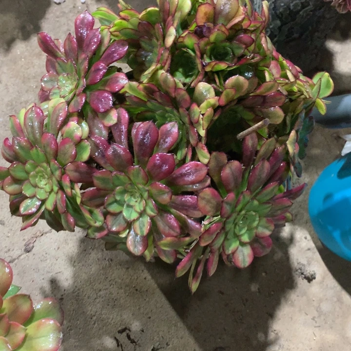 782幻月多肉植物特价