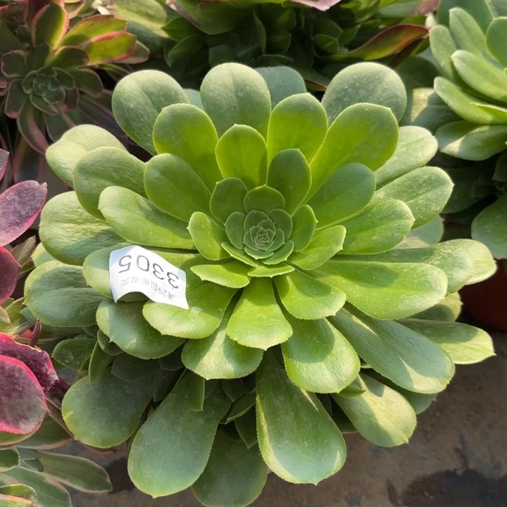 绿羊绒多肉法师3305