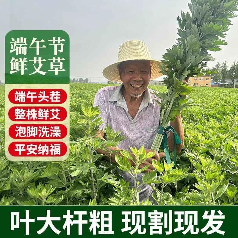 缘起端午门头挂艾草精选端午头茬艾草新鲜现割发货长度70-80厘米