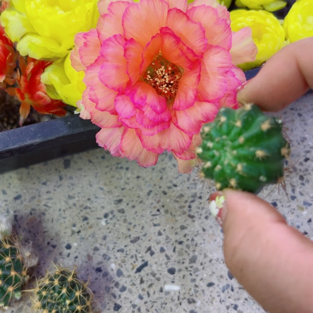 下1丽花金牡丹歪无根侧芽2公分左右