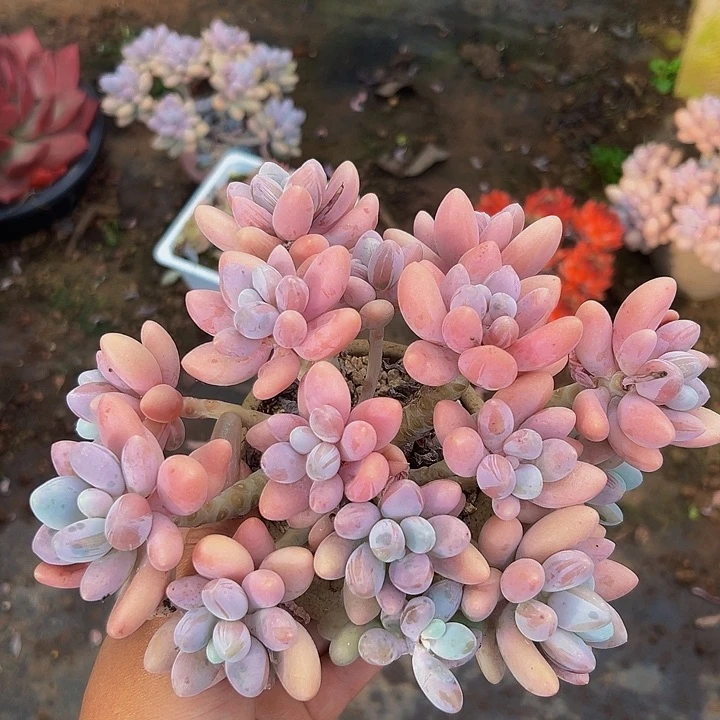 黄盆汤圆一物一拍