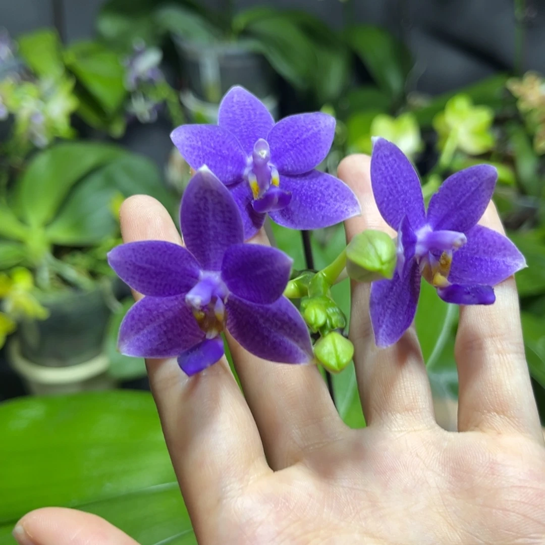 完全开放3.5寸柳林蓝星开花株