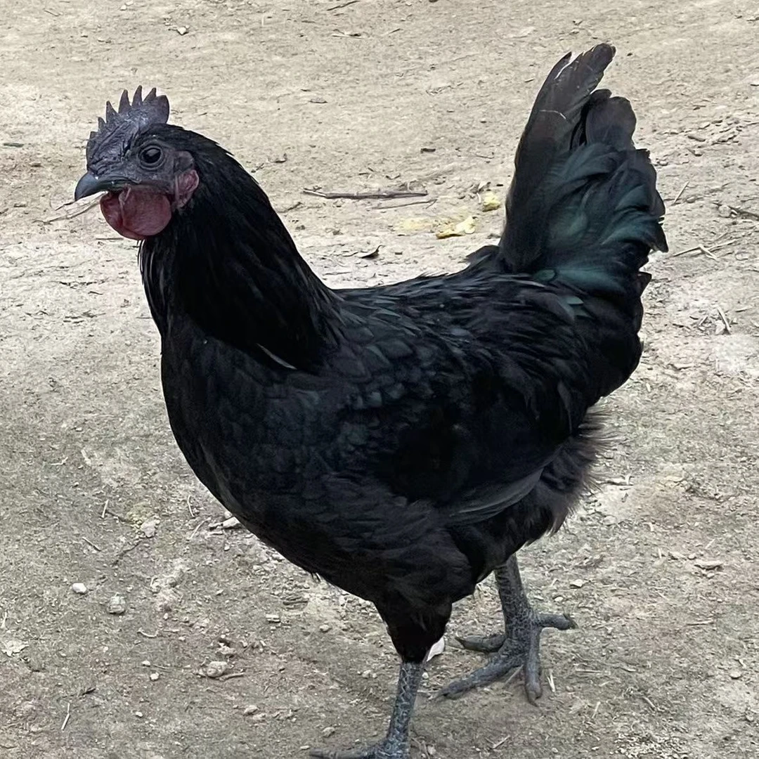 黑凤乌鸡宠物鸡12只（活的包邮）