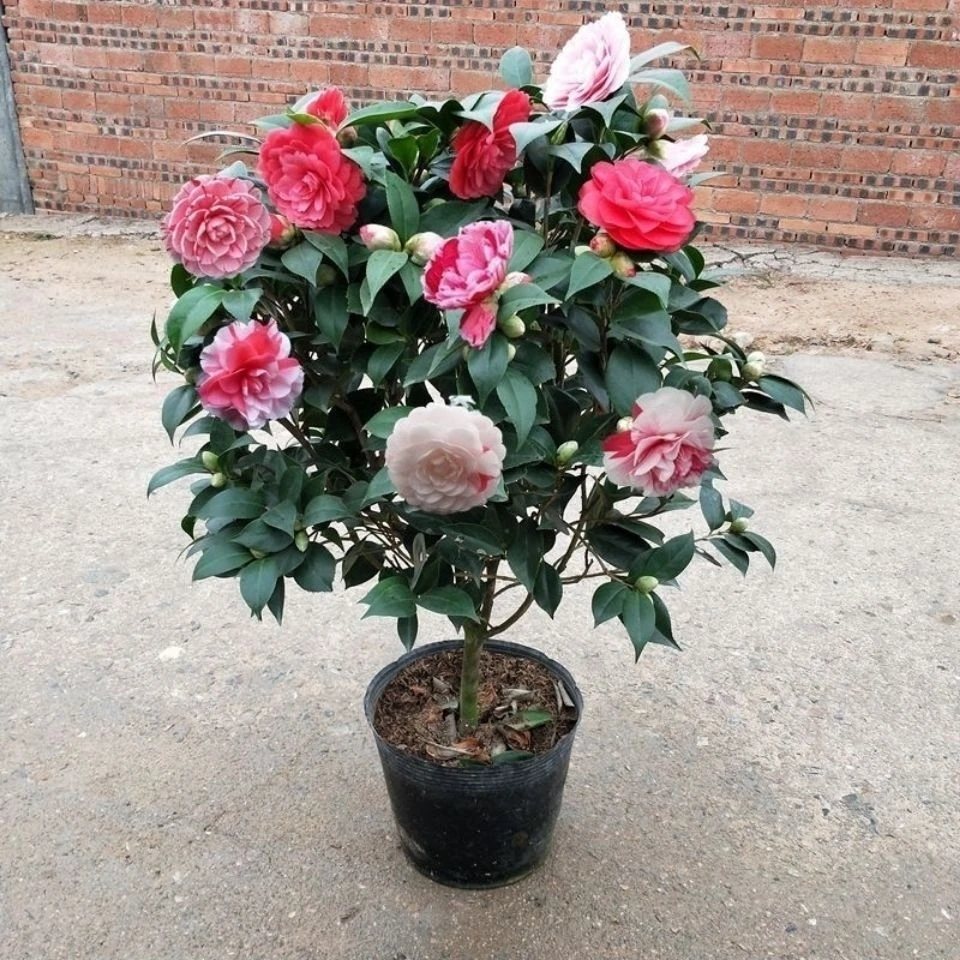 彩色品种茶花山茶花鲑鱼原生树苗花卉福建龙岩好养绿植