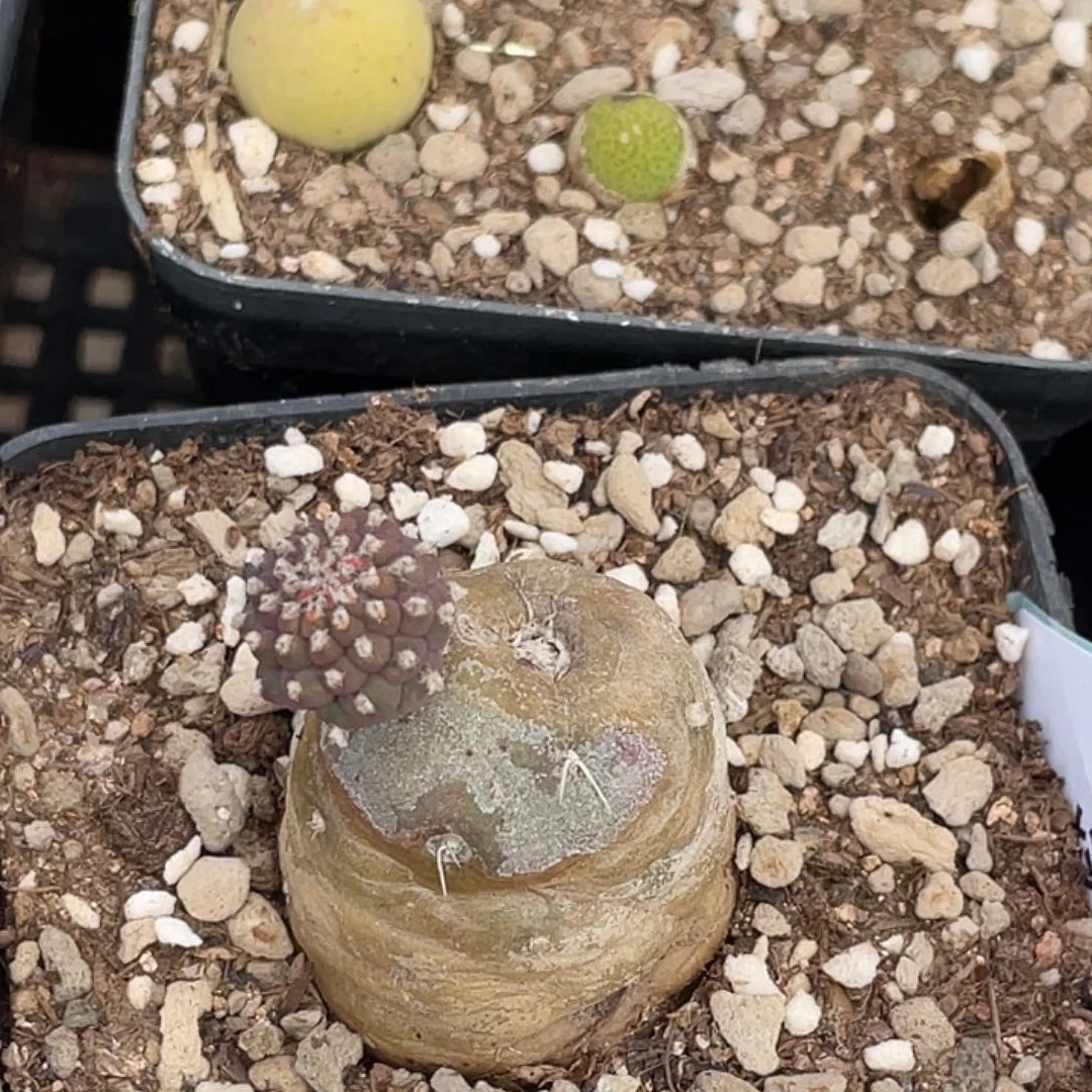 山*3-128肉锥多肉植物