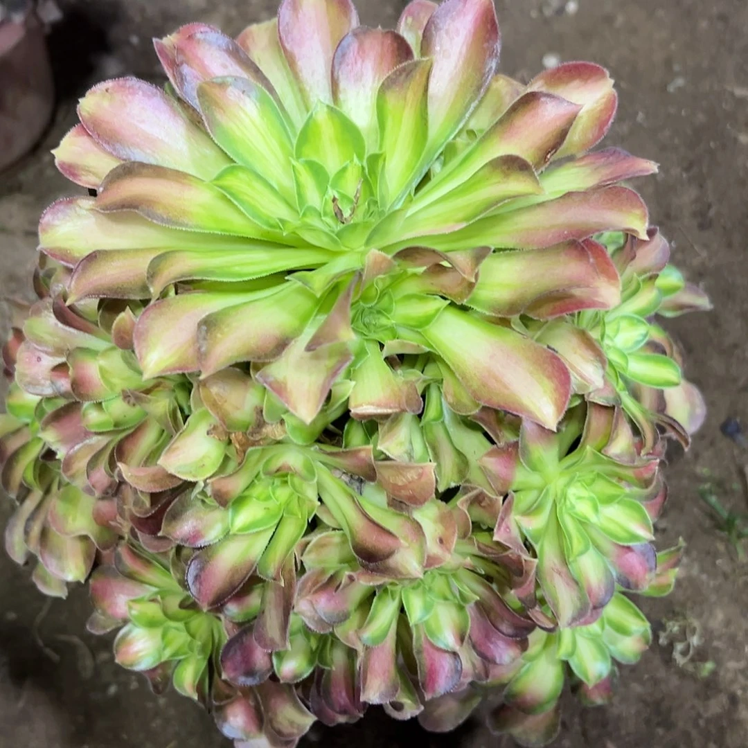 多肉植物绍花法师22