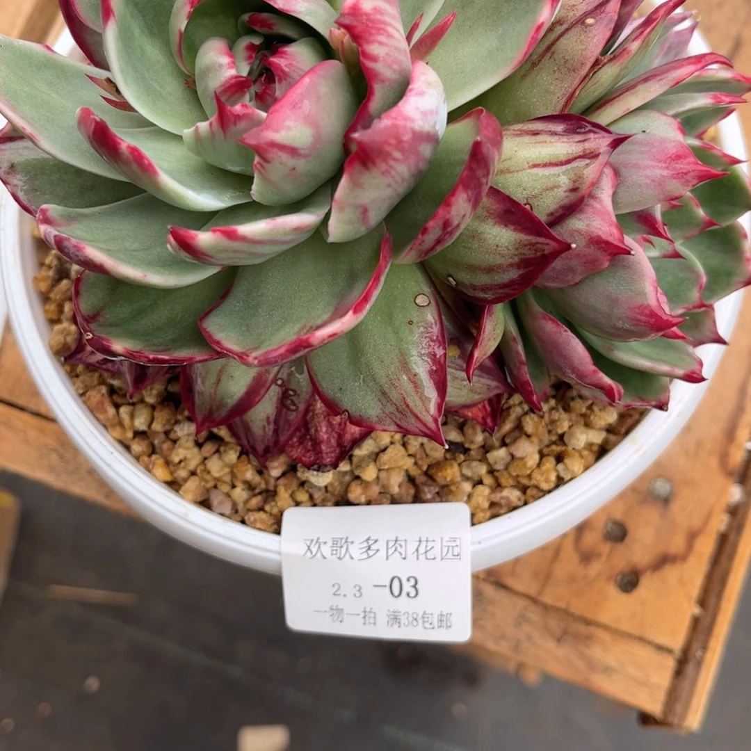 优**咪2.3-3惊鸿仙子大双头