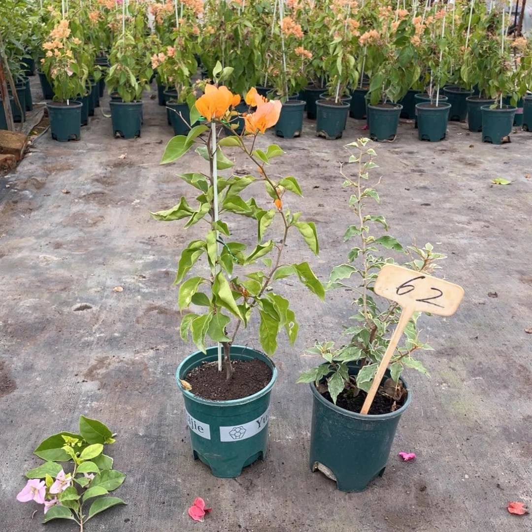 乔***花大量花朵（建议范围：8朵-15朵 或40%以上）金探戈+粉蝶62