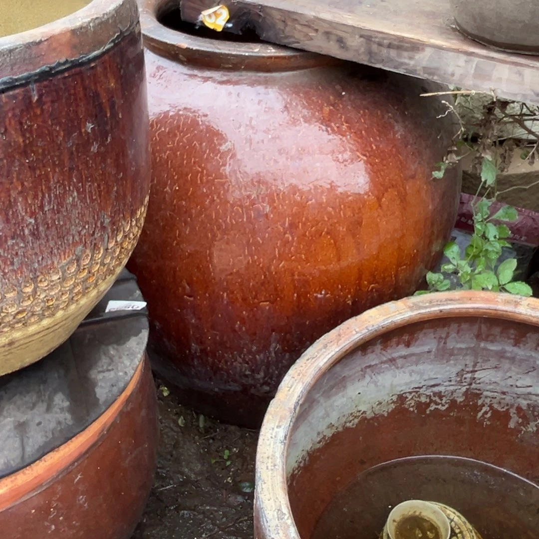 食***天种花一物一拍不包邮的价