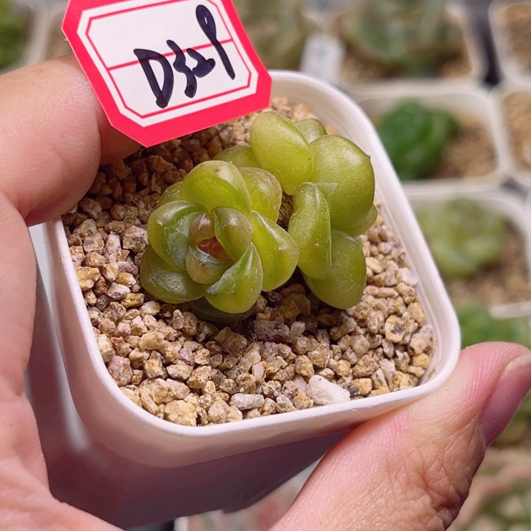 D329 一物一拍18包邮 晨光