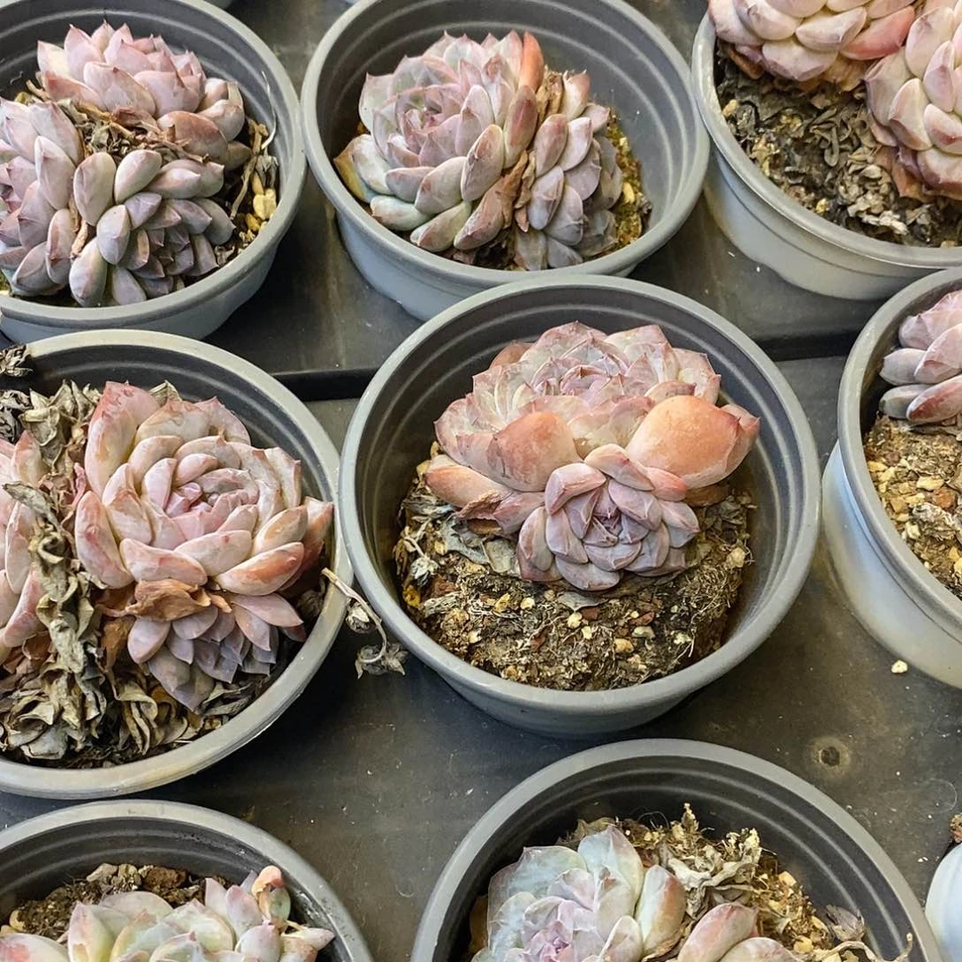 142。双头起紫皮冰魄。福利多多