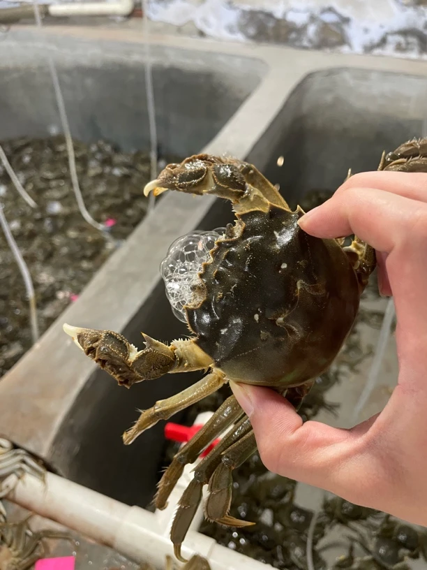 六月黄活蟹 20只 顺丰鲜活发货 精品大螃蟹 保活到家 20只 江苏蟹