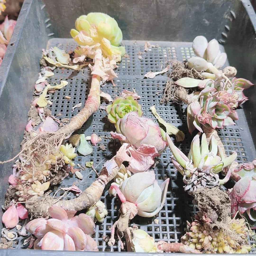 满20包邮零下拍保温箱79号无售后