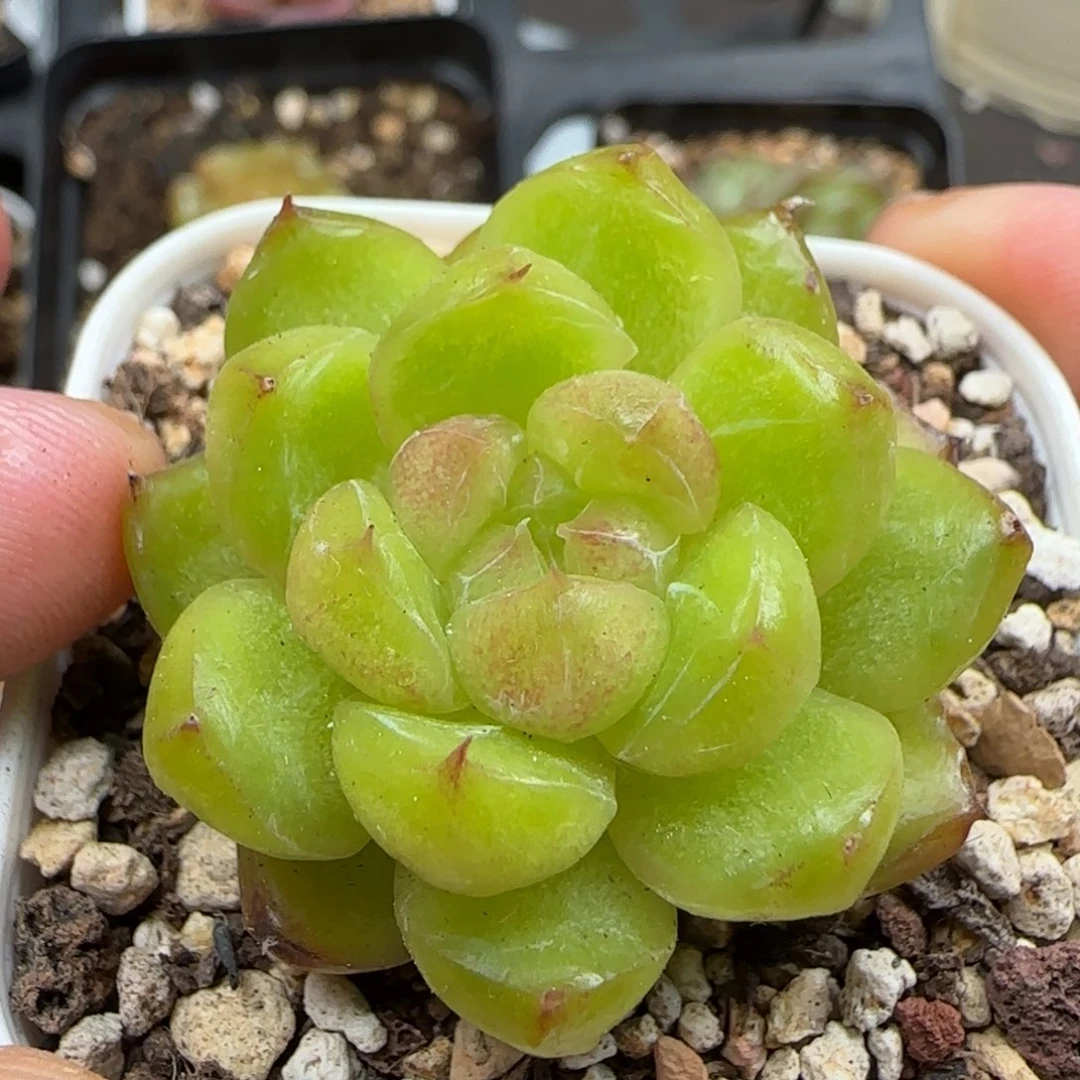 一物一拍糖果珍妮